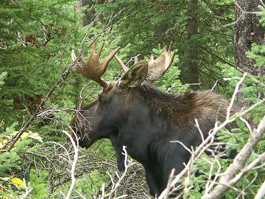 Elch im Yellowstone NP