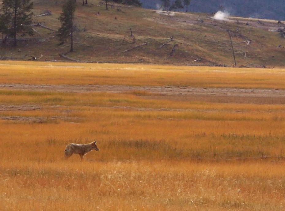 Kojote im Yellowstone NP