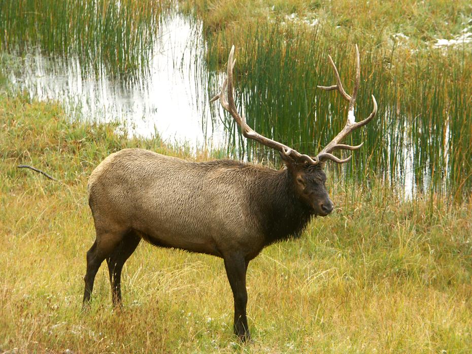 Hirsch im Yellowstone NP