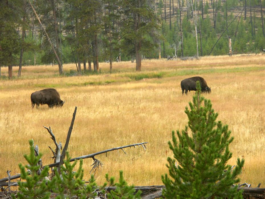Bisons im Yellowstone NP