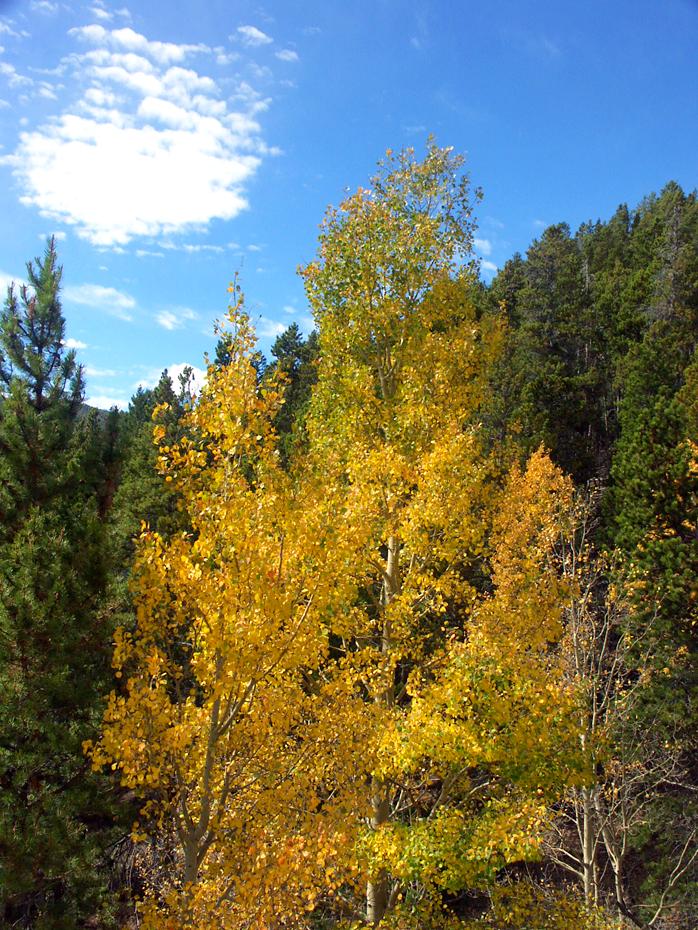 Herbst im Rocky Mtn NP