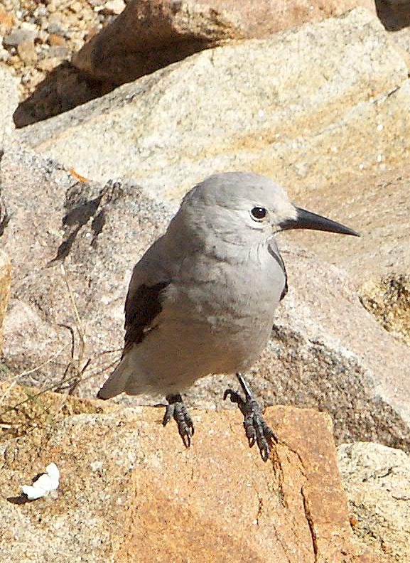 Vogel im Rocky Mtn NP