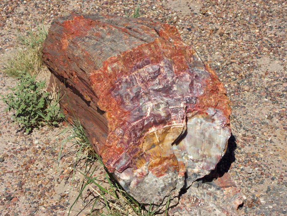versteinertes Holz im Petrified Forest NP