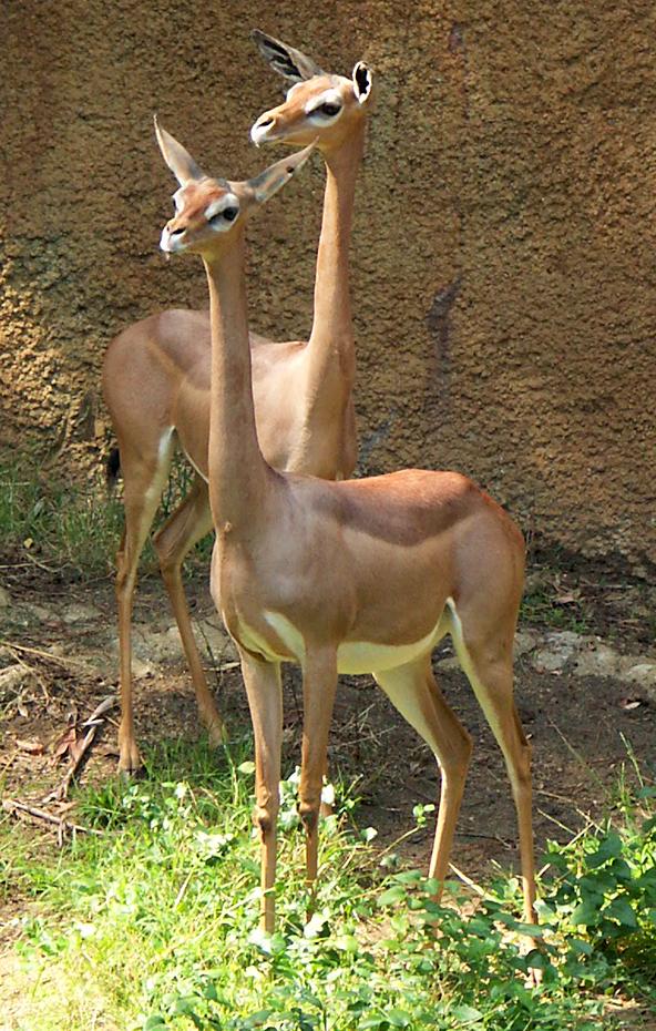 Langhälse im LA Zoo