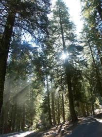Campingplatz im Sequoia NP