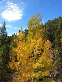 Herbst im Rocky Mtn NP