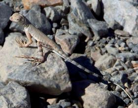 Gecko im Death Valley NP