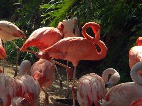 Flamingos im LA Zoo