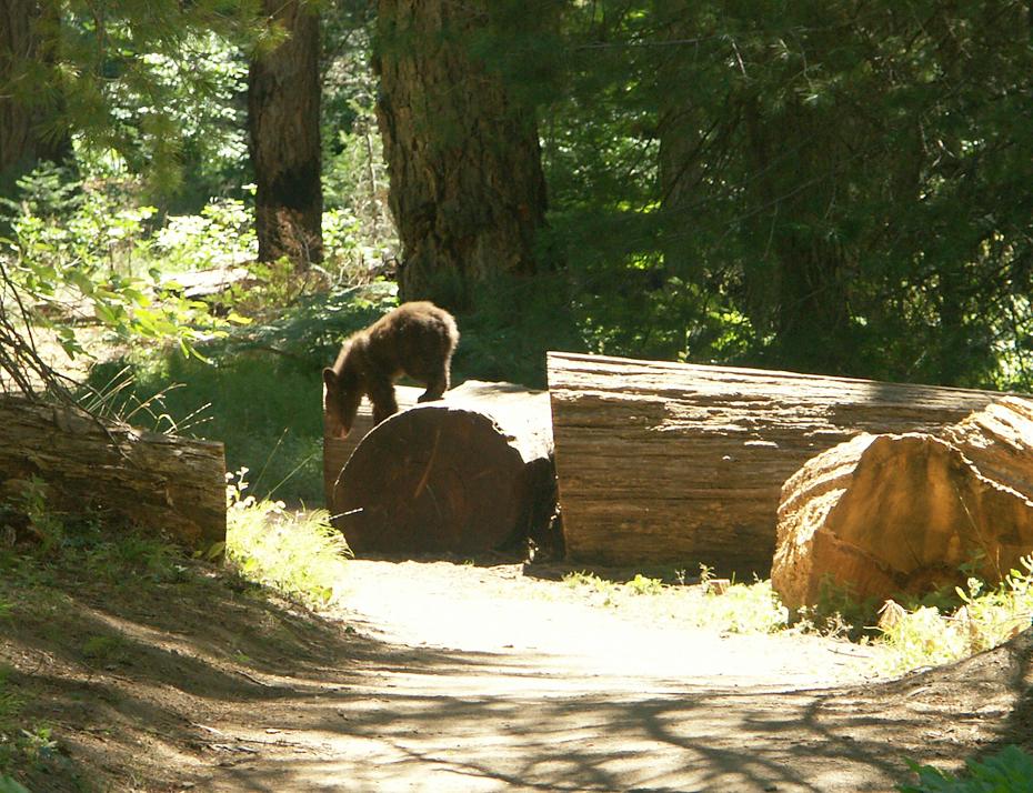 Schwarzbär-Baby, Sequoia NP