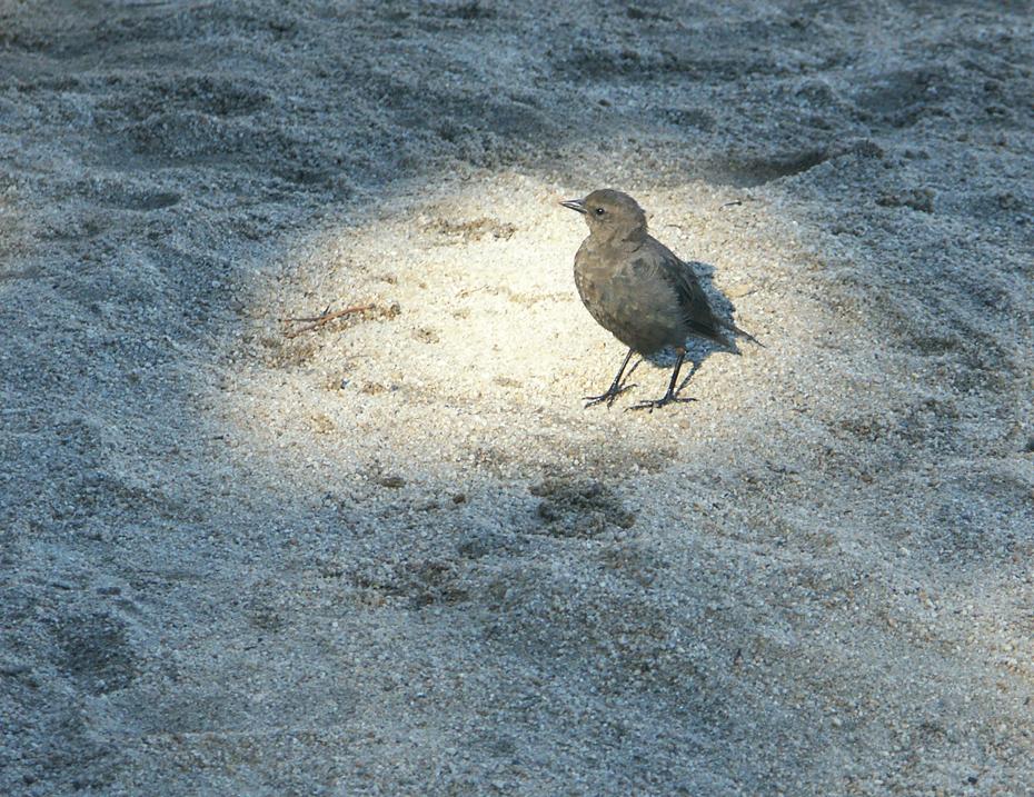 Vogel am Ufer des Tenaya Lakes, Yosemite NP
