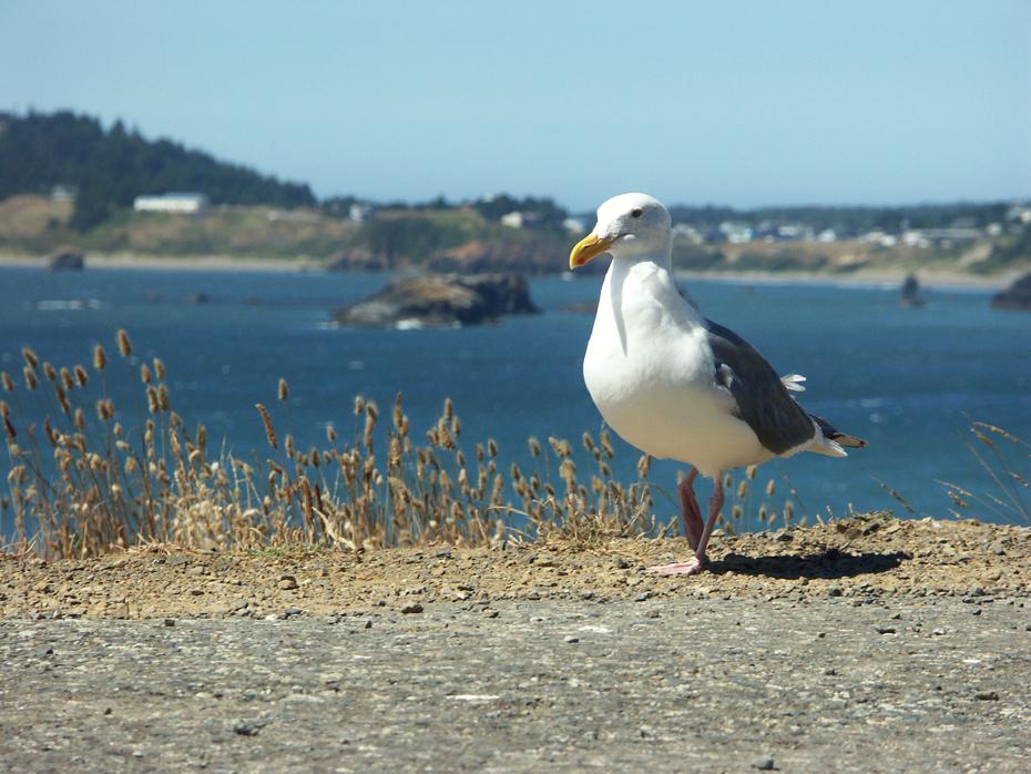 Möve an der Oregon coast