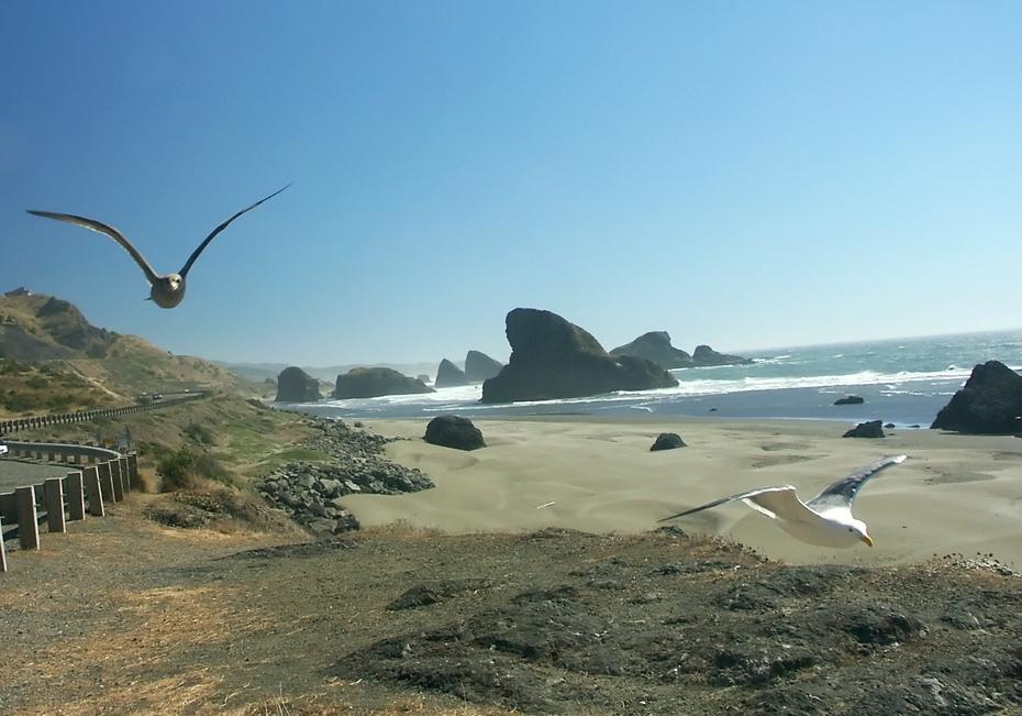 2 fliegende Möven an der Oregon coast