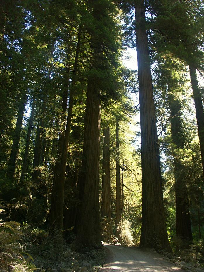Redwoods, Hill Road, Redwood NP