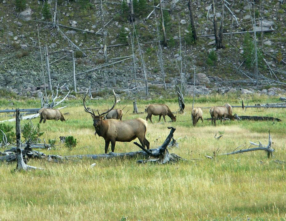 Elche am Madison River, Yellowstone NP