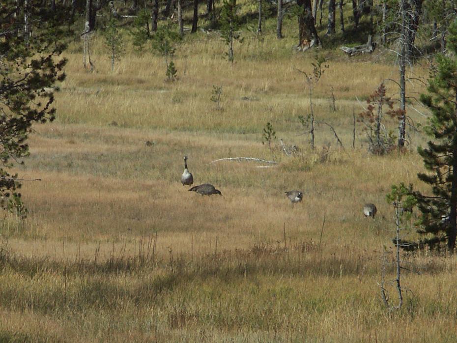 Wildgänse beim Norris Becken, Yellowstone NP