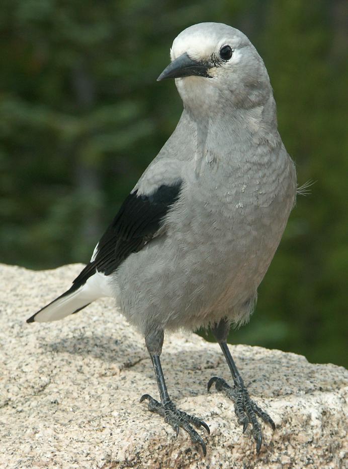 Gray Jay, Rocky Mtn NP