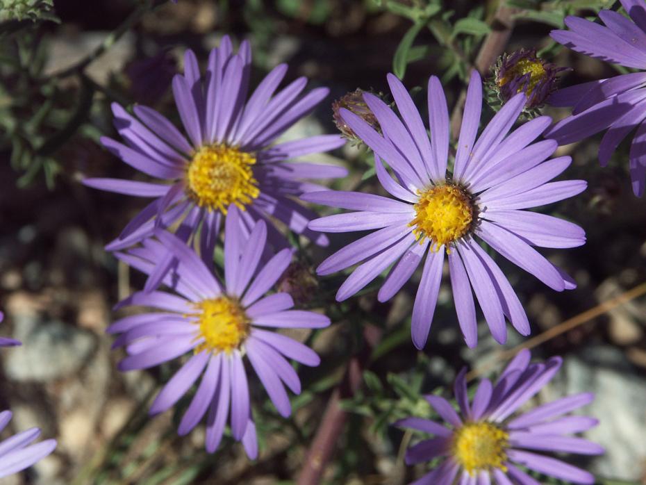 Blumen im Great Sand Dunes NP