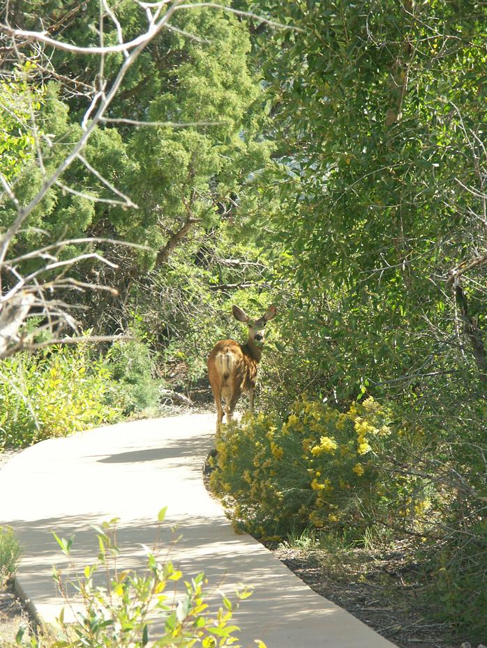 Deer am Weg zum WC, Great Sand Dunes NP