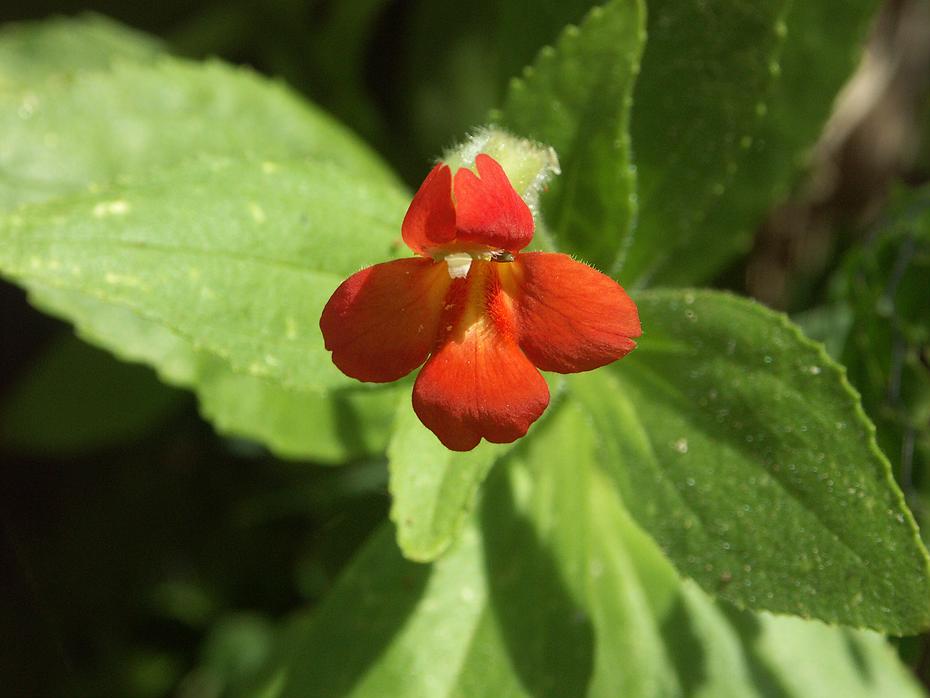 Blume, Zion NP