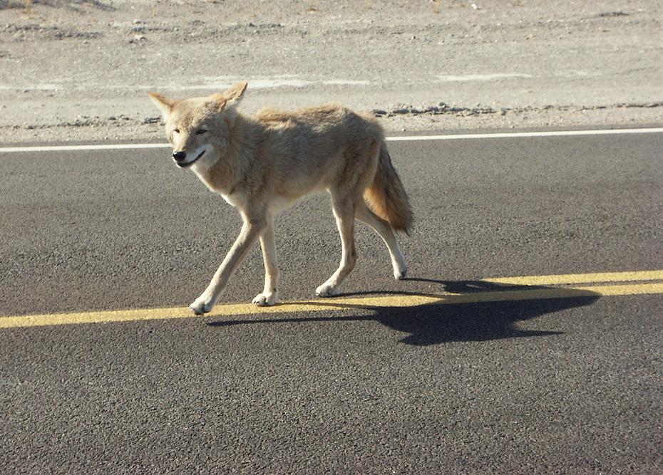 Koyote auf dem Highway 190, Death Valley NP