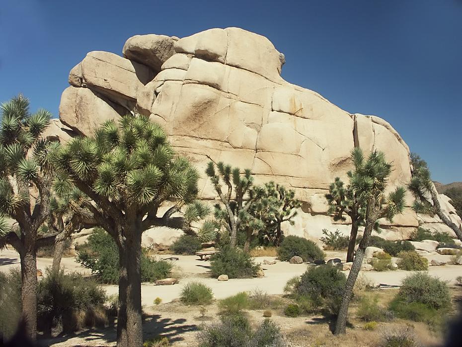Joshua Trees, Joshua Tree NP
