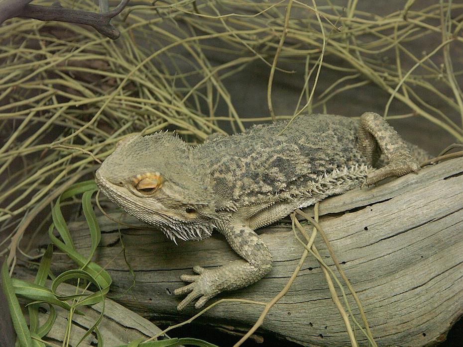 Eidechse im Living Desert Park, Palm Springs