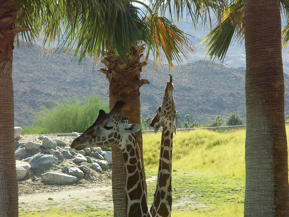 Giraffen im Living Desert Park, Palm Springs