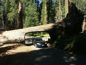 Tunnel Log, Sequoia NP