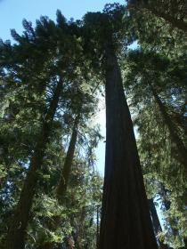 Sequoie, Sequoia NP