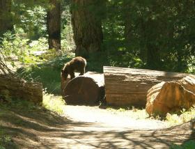 Schwarzbär-Baby, Sequoia NP