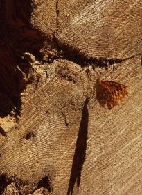 Schmetterling an einem Sequoien-Stumpf