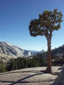 Juniper (der Baum) am Olmstead Point, Yosemite NP