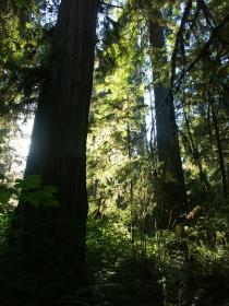 Redwoods, Redwood NP