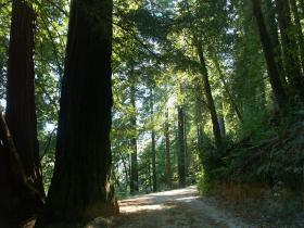 Redwoods, Hill Road, Redwood NP