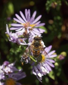 Biene mit Blumen am Jenny Lake, Teton NP