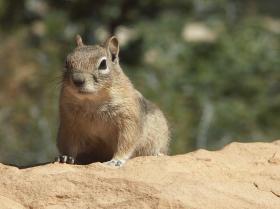 Squirrel, Bryce Canyon NP