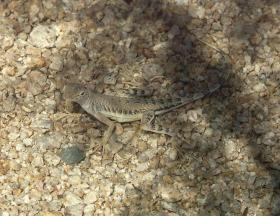Gecko in der Lost Palms Oasis, Joshua Tree NP