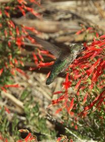 Kolibri in der Lost Palms Oasis, Joshua Tree NP