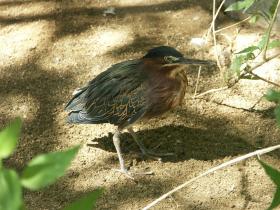 Vogel im Living Desert Park, Palm Springs