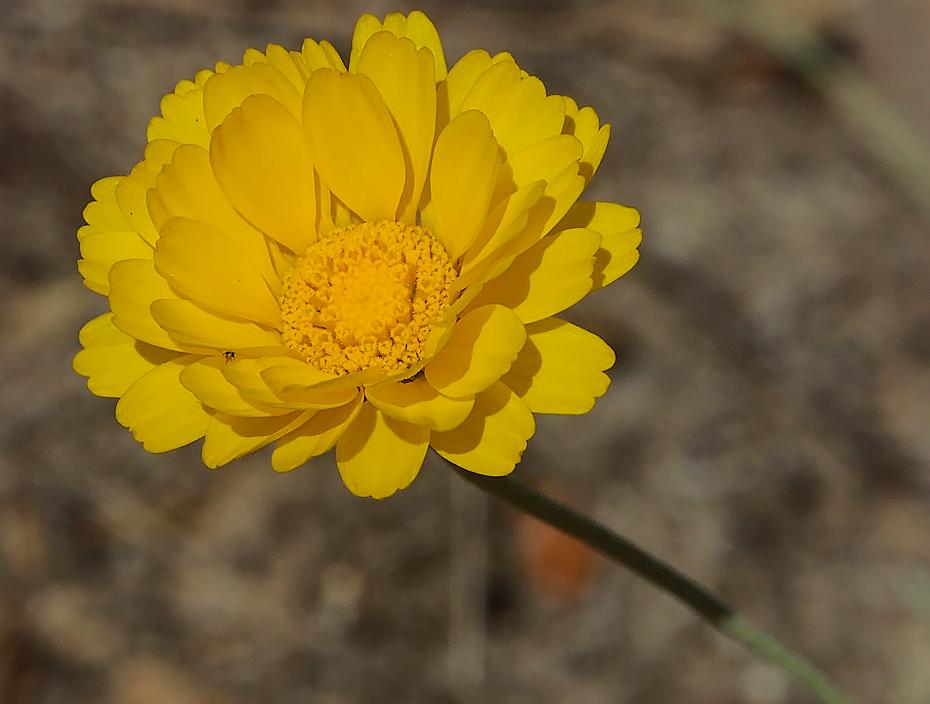 Blume im botanischen Garten von Santa Barbara