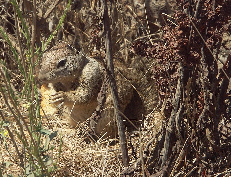 Squirrel an der kalifornischen Küste
