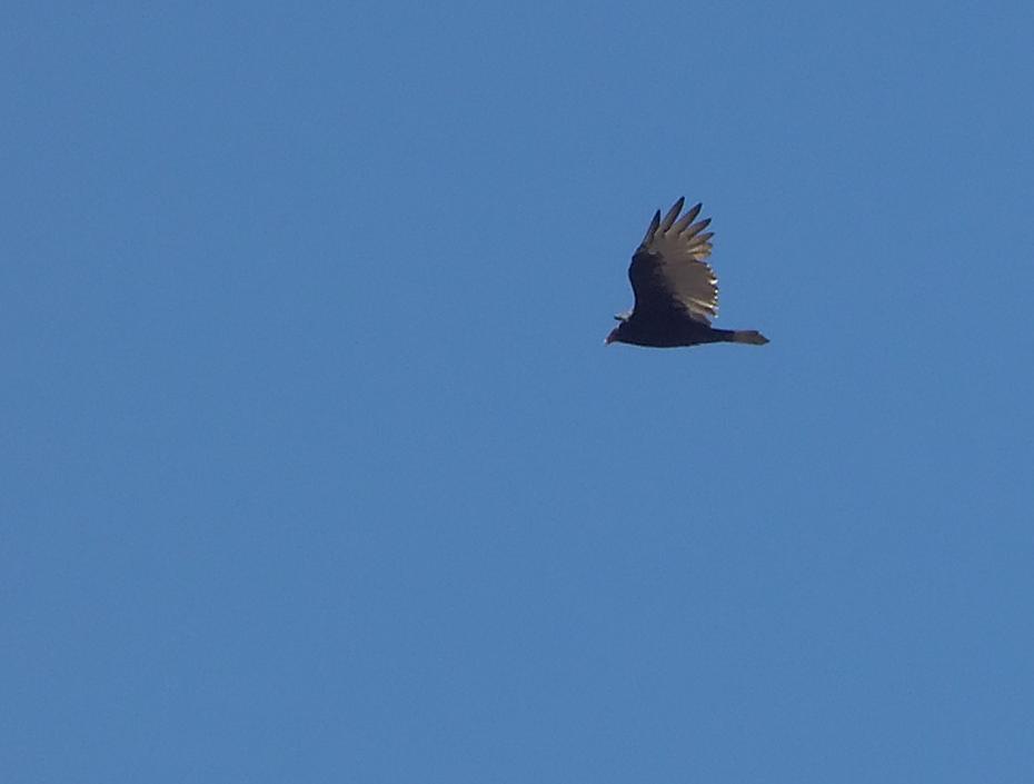 Turkey Vulture