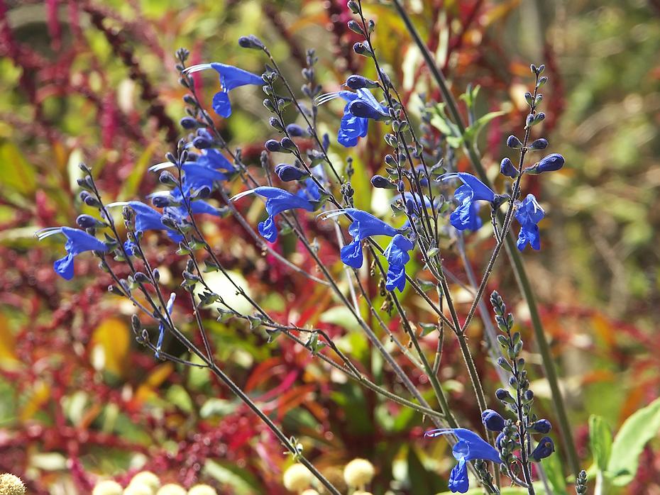 Blumen im botanischen Garten der Universität Berkeley