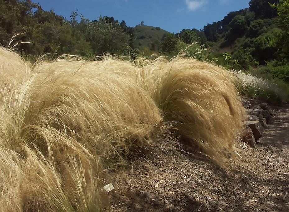 Weed im botanischen Garten der Universität Berkeley
