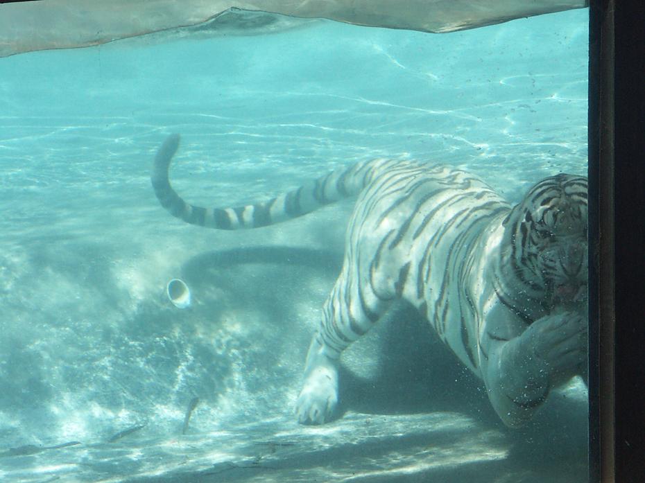 Weißer tauchender Tiger im Six Flags Marine World