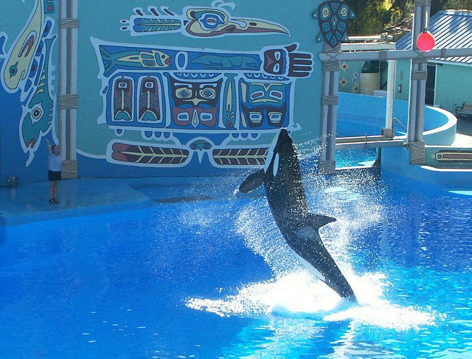 Shouka der Killerwal im Six Flags Marine World