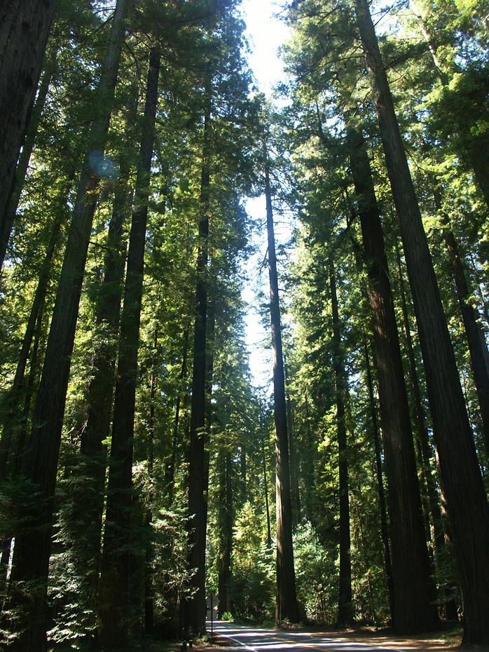 Avenue of the Giants, CA