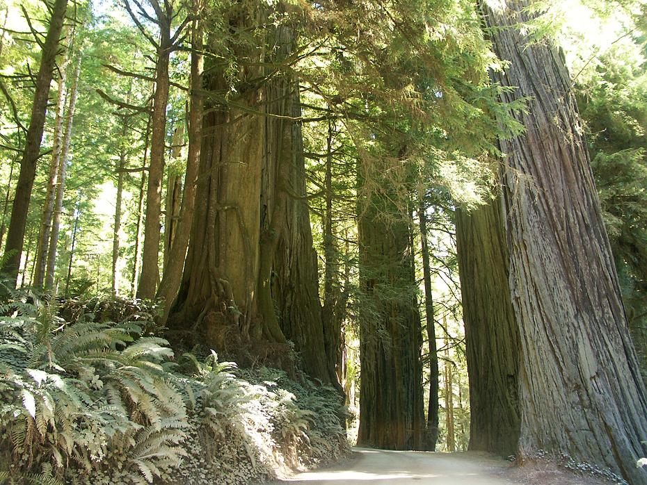 Redwood NP