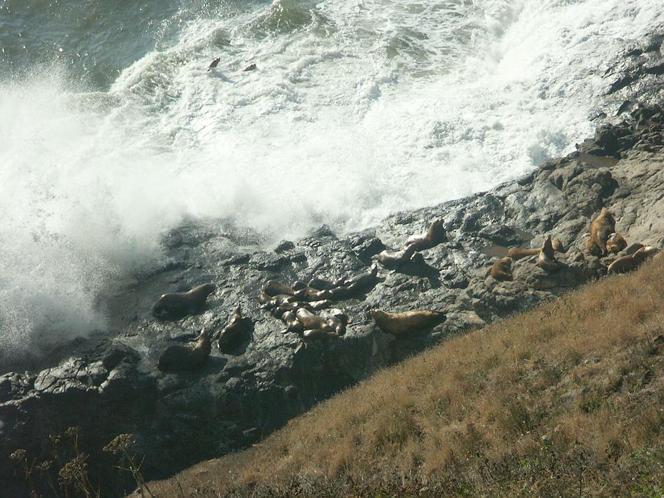 Vor den Sea Lion Caves, OR