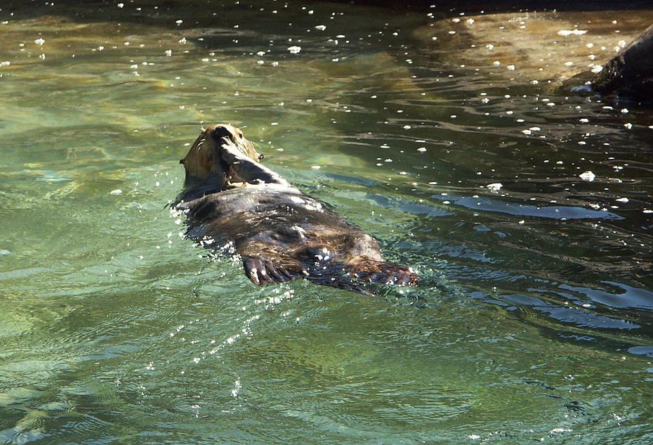 Otter im Newport Aquarium